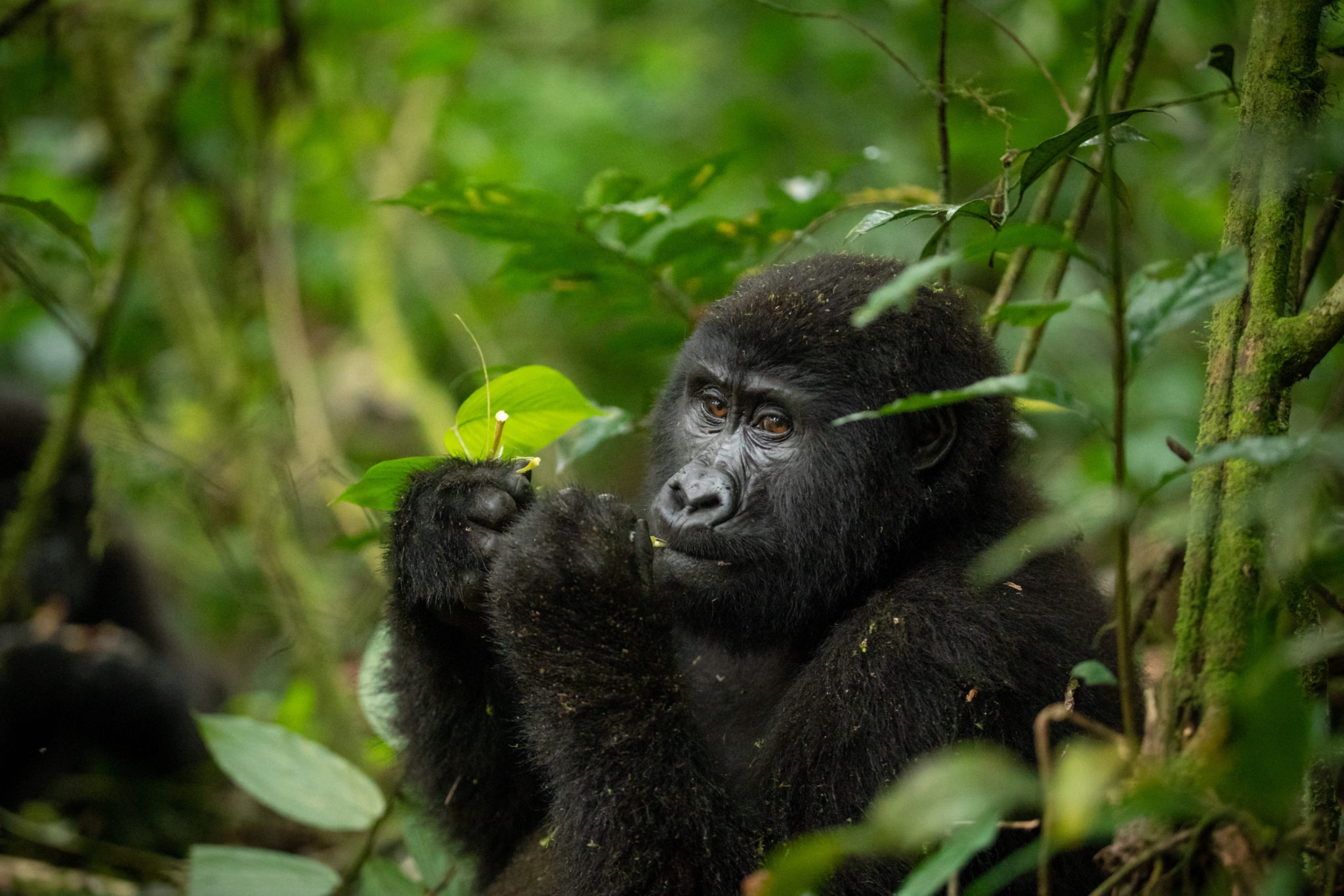 Gorilla trekking in Bwindi Impenetrable Forest, Uganda