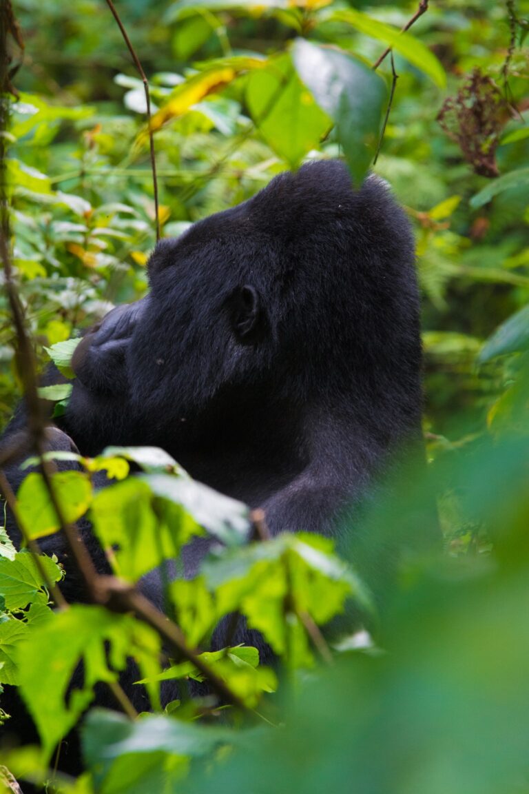 Uganda Museum: Animals & Heritage Sites