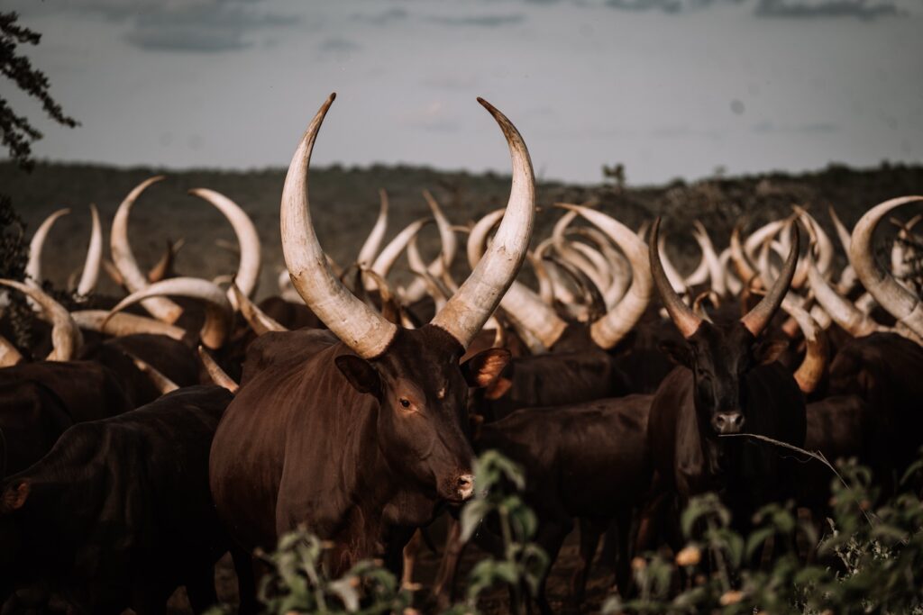 Explore Western Uganda 002