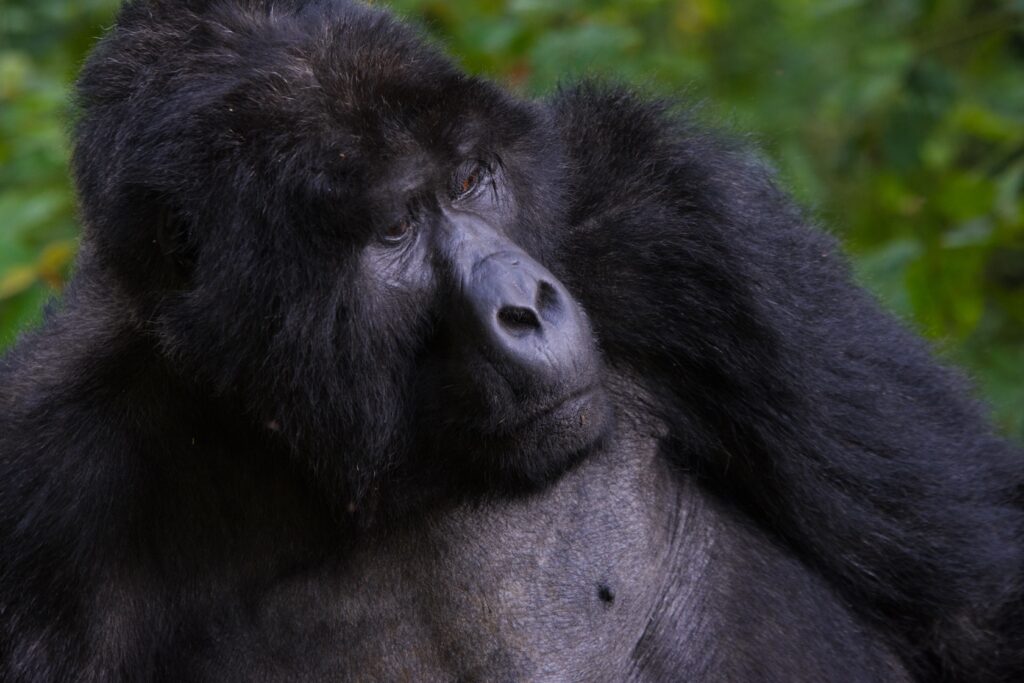 Uganda Museum: Animals & Heritage Sites 002