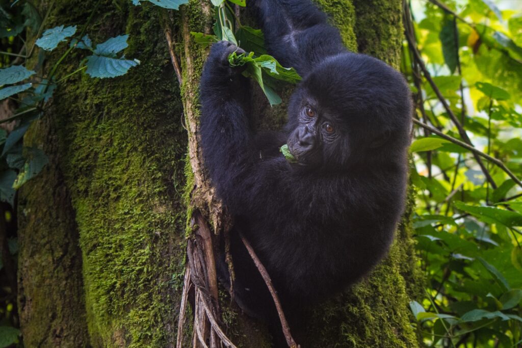 Uganda Museum: Animals & Heritage Sites 004