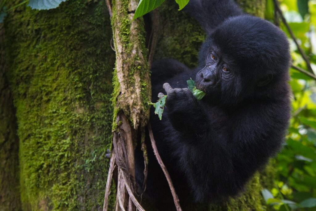 Uganda Museum: Animals & Heritage Sites 005