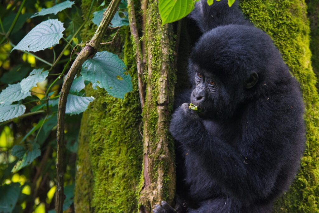 Uganda Museum: Animals & Heritage Sites 006