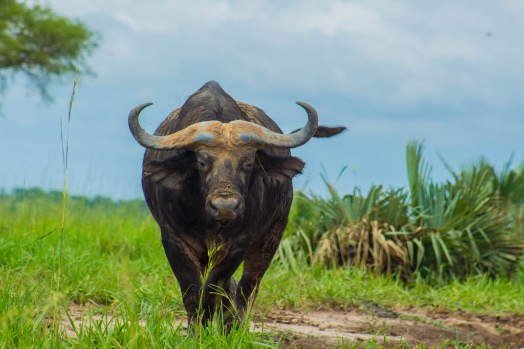 Uganda Museum: Animals & Heritage Sites 007