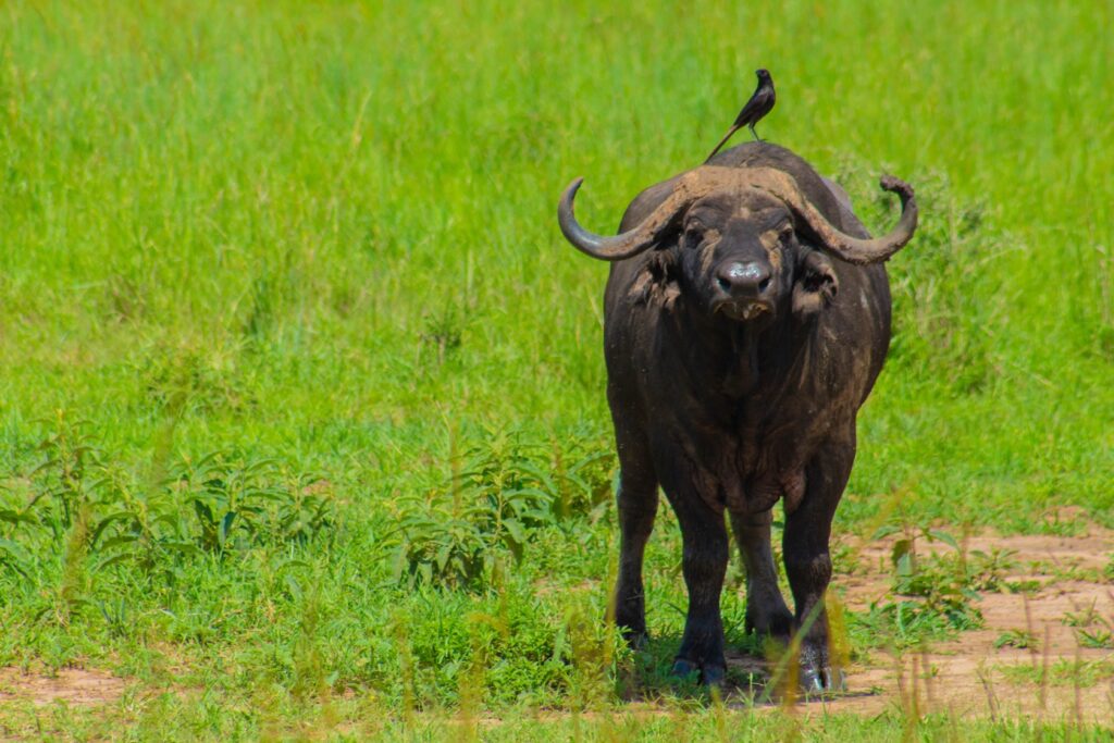 Uganda Museum: Animals & Heritage Sites 008