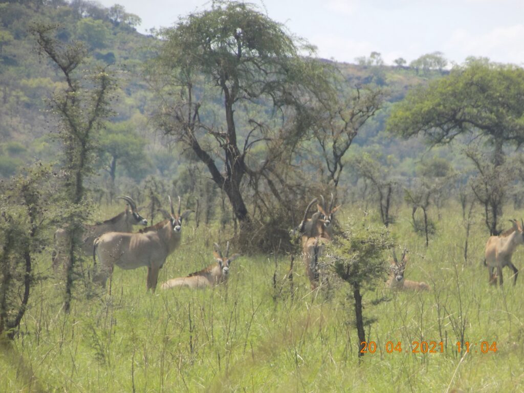 Uganda Museum: Animals & Heritage Sites 010
