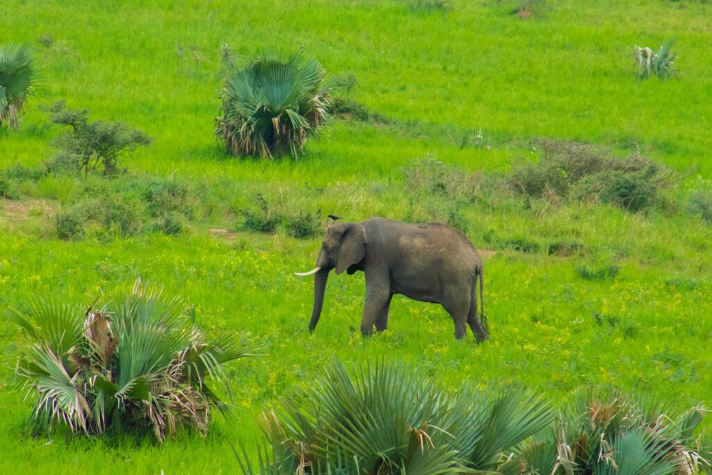 Uganda Museum: Animals & Heritage Sites 013