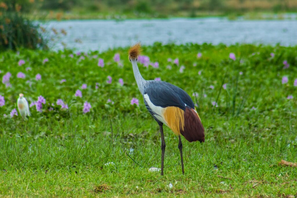 Uganda Museum: Animals & Heritage Sites 014