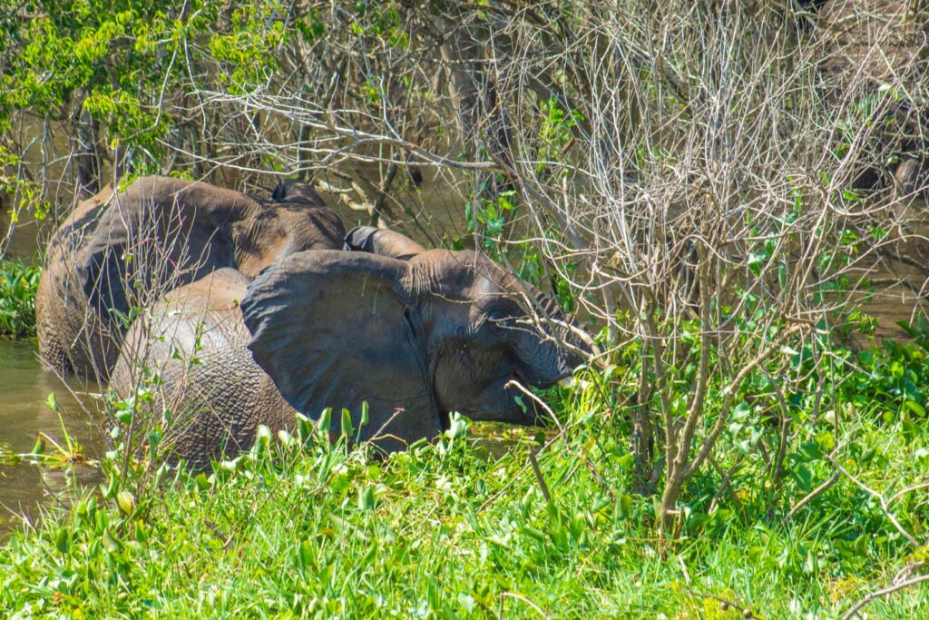 Uganda Museum: Animals & Heritage Sites 015
